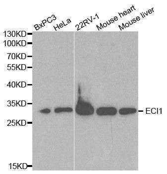 Anti-ECI1 Antibody