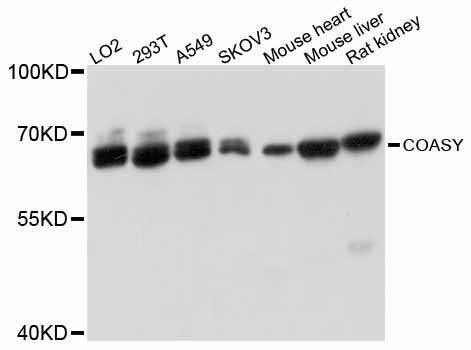 Anti-Mouse/Rat COASY Antibody