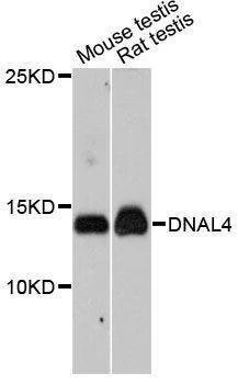 Anti-DNAL4 Antibody