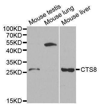 Anti-CST8 Antibody