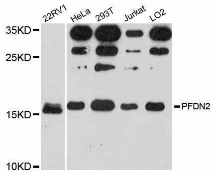 Anti-PFDN2 Antibody