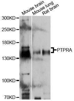 Anti-Mouse/Rat PTPRA Antibody