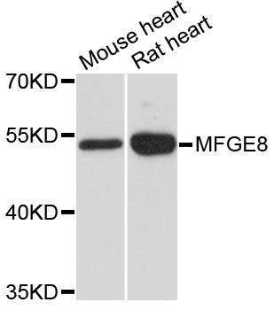 Anti-Rat MFGE8 Antibody
