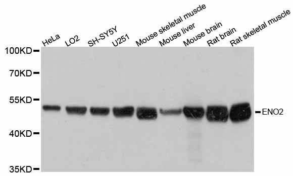 Anti-ENO2 Antibody