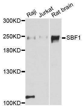 Anti-SBF1 Antibody