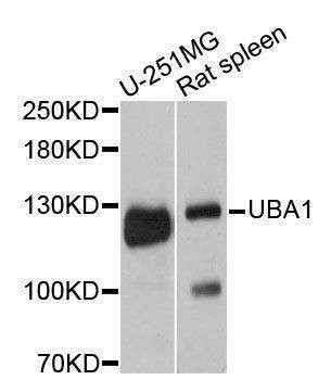 Anti-UBA1 Antibody