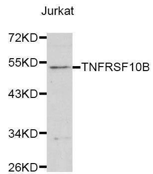 Anti-TNFRSF10B Antibody