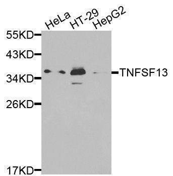 Anti-TNFSF13 Antibody