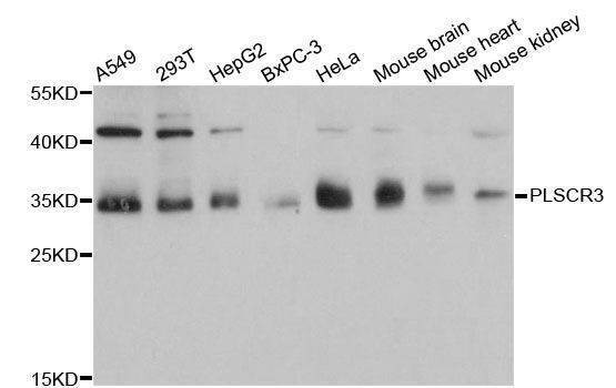 Anti-PLSCR3 Antibody