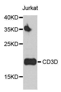 Anti-CD3D Antibody