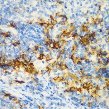Anti-CD3D Antibody