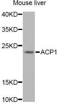 Anti-ACP1 Antibody