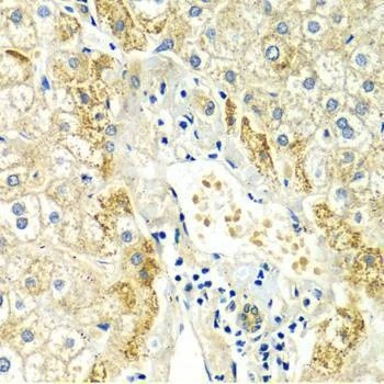 Anti-ERG Antibody