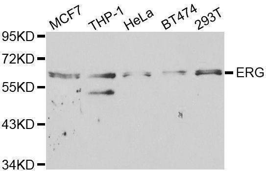 Anti-ERG Antibody
