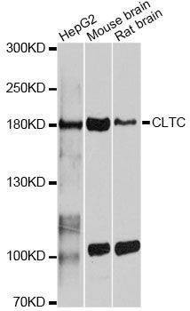 Anti-CLTC Antibody