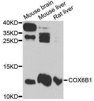 Anti-Mouse/Rat COX6B1 Antibody