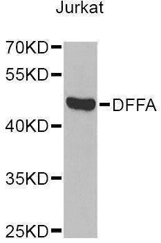 Anti-DFFA Antibody