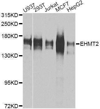 Anti-EHMT2 Antibody