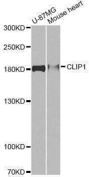Anti-CLIP1 Antibody