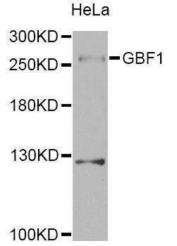 Anti-GBF1 Antibody