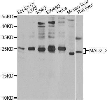 Anti-MAD2L2 Antibody