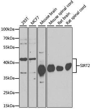 Anti-SIRT2 Antibody