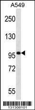 Anti-SYNPO (C-term) Antibody