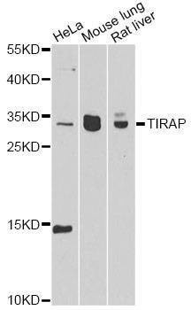 Anti-TIRAP Antibody