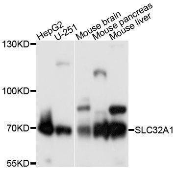 Anti-SLC32A1 Antibody