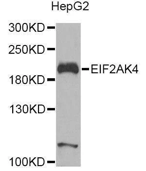 Anti-EIF2AK4 Antibody