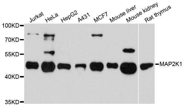 Anti-MAP2K1 Antibody