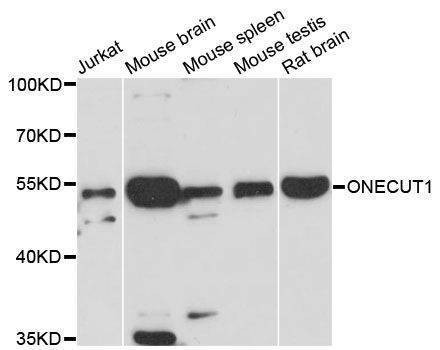 Anti-ONECUT1 Antibody