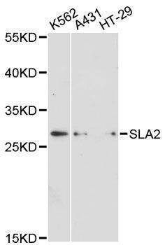 Anti-SLA2 Antibody
