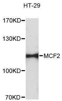 Anti-MCF2 Antibody