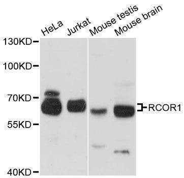 Anti-RCOR1 Antibody