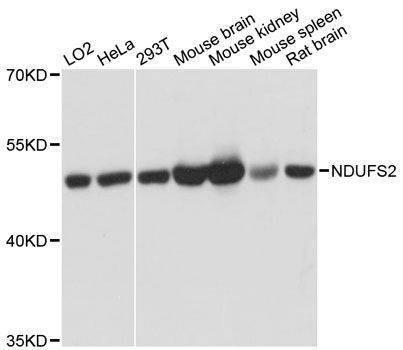 Anti-NDUFS2 Antibody