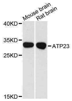 Anti-Mouse/Rat ATP23 Antibody
