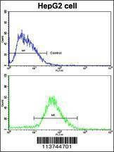 Anti-H Cadherin (CDH13) (N-term) Antibody