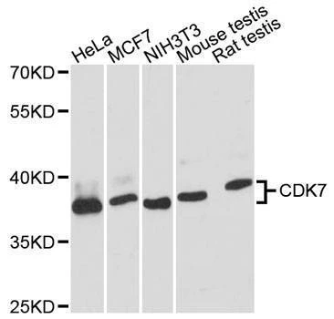 Anti-CDK7 Antibody