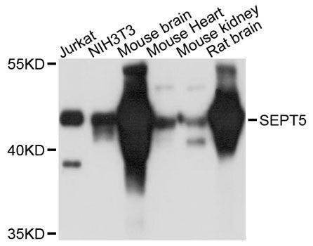 Anti-SEPT5 Antibody