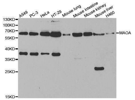 Anti-MAOA Antibody