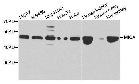 Anti-MICA Antibody