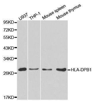 Anti-HLA-DPB1 Antibody
