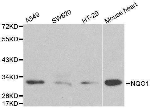 Anti-NQO1 Antibody