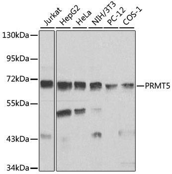 Anti-PRMT5 Antibody