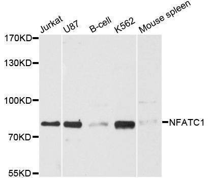 Anti-NFATC1 Antibody