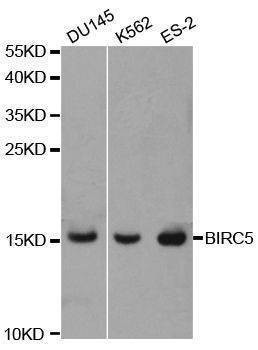 Anti-BIRC5 Antibody