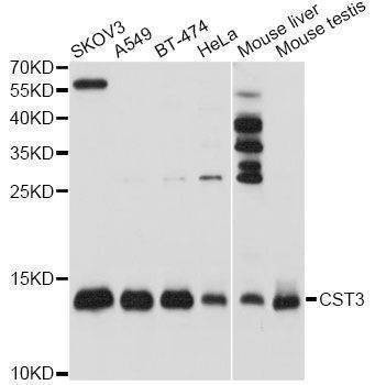 Anti-CST3 Antibody