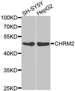 Anti-CHRM2 Antibody