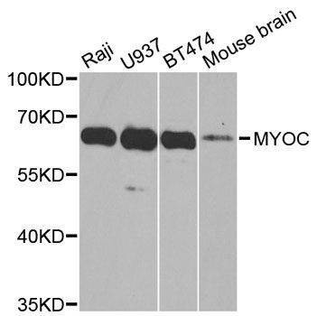 Anti-MYOC Antibody